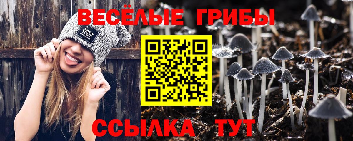 Псилоцибиновые грибы Psilocybe  сколько стоит  Вход с VPN  Светлоград  Псилоцибиновые грибы Magic Shrooms 